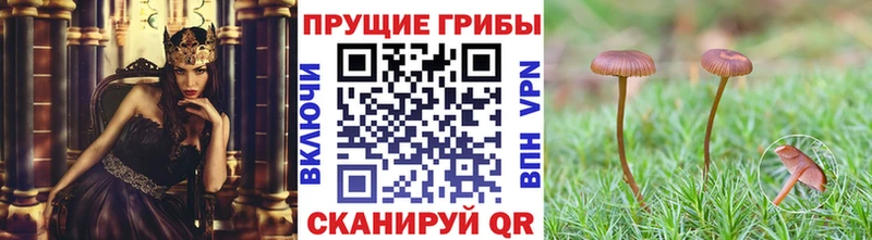 Псилоцибиновые грибы прущие грибы  kraken рабочий сайт  Ленинск 